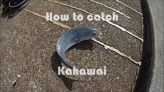 NZ Basic Fishing  Tutorial  How to catch Kahawai [upl. by Razid604]