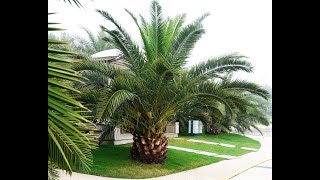 Phoenix Canariensis [upl. by Jankey]