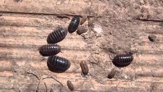 Cochinilla de la humedad Armadillidium vulgareOniscidea [upl. by Uria758]