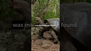 The Galápagos Giant Tortoise Rediscovery [upl. by Ayam]