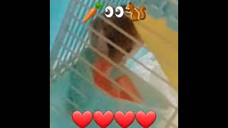 DORMOUSE EAT CARROT🥕🐿 godzillaminusone2023 squirrel hamsters dormouse pets edit shorts [upl. by Ayom]