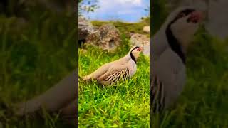 Female Chakor Partridge Sounds chakor chakur partridgevoice short statusvideobirds birdsounds [upl. by Adniroc]