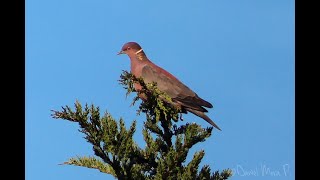 Caceria con gomera de palomas y torcazas [upl. by Nevs]