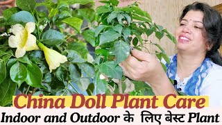 China Doll  Radermachera Plant Care  Indoor amp Outdoor plant china doll plants gardening [upl. by Nazar555]