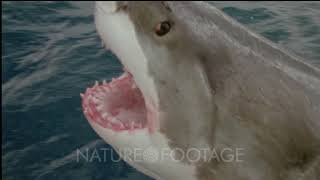 Great White Shark Leaps Out Of Water Gums Peel Back Teeth Bared Huge Gaping Jaws Rolling Eye [upl. by Kaehpos]