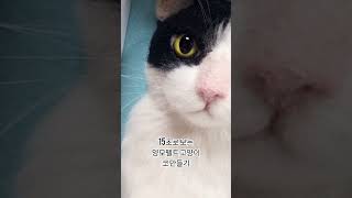 15초로 보는 양모펠트 고양이 코 만들기 썬뚜봉하우스 양모펠트고양이 [upl. by Nalani]