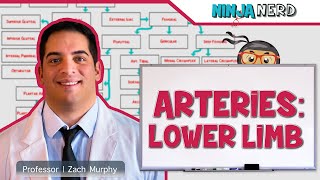 Circulatory System  Arteries of the Lower Limb  Flow Chart [upl. by Prosperus9]