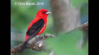 Scarlet Tanager singing [upl. by Elkraps]