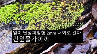 긴잎물가이끼 philonotis lancifolium Mitt [upl. by Romelle]