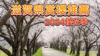 【迎接賞櫻季】2024年滋賀縣櫻花美景｜漫步滋賀縣賞櫻｜八幡堀｜高時川｜彦根城 [upl. by Tanney239]