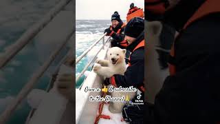 Adorable Snow Bear Rescuedanimallover animals cutebearvideos shortsfeed shorts [upl. by Zebadiah]