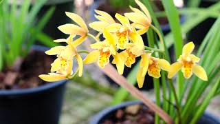 Storczyk Cymbidium  sposoby na pielęgnację [upl. by Dreddy]