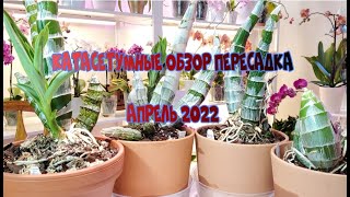 Катасетумные в апреле 2022 Обзор Пересадка [upl. by Ruthie]