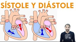 SISTOLE Y DIASTOLE [upl. by Baruch]