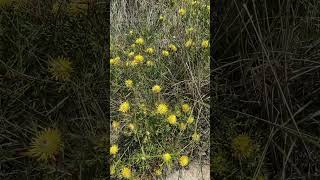 Narrowleaf drumsticks Isopogon anethifolius in Crowdy Bay National Park NSW [upl. by Nikolaos]