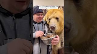 This bear get electric shock and rescued by a man and then [upl. by Yeliw]