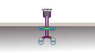 The JAKSTAT pathway [upl. by Llirpa710]