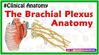 The Brachial Plexus Anatomy USMLE Roots Trunks Divisions Cords Branches Clinical anatomy [upl. by Nehepts]