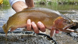 Wet Wading Setup amp Cutthroats on HOPPERS [upl. by Modeerf273]