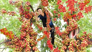 Harvesting Glutinous Figs amp Cook figs with fish stock Goes to the market sell [upl. by Kantor]