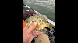 In search of Monster Perch at Leech Lake Minnesota with Sawgrass Fishing Rods [upl. by Etteve]