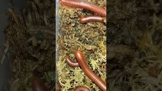 Scarlets trying to munch on sphagnum millipedes invertebrates myriapoda [upl. by Idell]