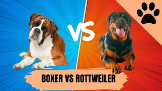 Boxer vs Rottweiler [upl. by Vincenty]