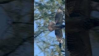 Broad winged hawk … I apologize for the incorrect info … broadwingedhawk hawks starting to learn [upl. by Sifan]