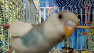 The BEST PARAKEETS SOUNDS 3 Hours for your birds to listen to [upl. by Noram641]