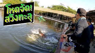 ปลาช่อนอเมซอนพุ่งทะลุตาข่าย Arapaima Fishing บึงสำราญ Bungsumran [upl. by Carli]