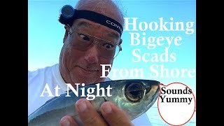 How To Hook Bigeye Scad Akule [upl. by Wernda]