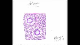 Learn to make histological diagram of spleen [upl. by Nelda]