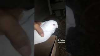 جكد يطلع سعرهن pigeon الحسون birds [upl. by Aseret]