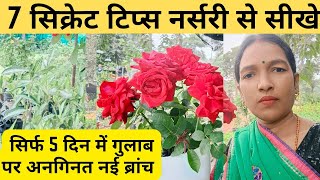 Rose plant gardening 7 secret tips Nursery se sikhe Best fertilizer rose plantcare [upl. by Sletten]