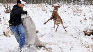 Locked Whitetail Bucks Freed Watch Their Antlers Get Sawed Off [upl. by Nomzed]