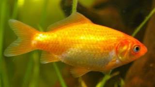 My Goldfish in Cold water fish tankGoldfisch im Aquarium 11 [upl. by Kenric743]