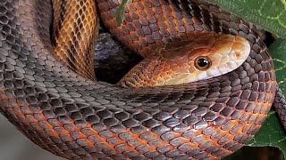 Meet our snakes part 3 NA rat snakes part 1 [upl. by Thatch]