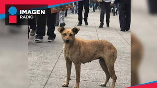 Perritos peregrinos son atendidos cerca de la Basílica en CDMX [upl. by Seni152]