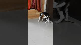 Dog Funny Short  Beagle Spinning  Funny pet dog doglover funny pets [upl. by Timothy]