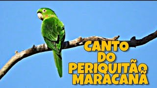 CANTO DO PERIQUITÃOMARACANÃ [upl. by Loy69]