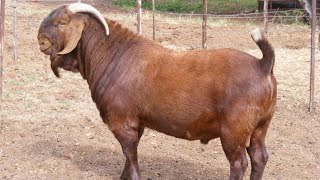 🟡 Kalahari REDS GOAT  South African  Kilifi Creek [upl. by Solly]