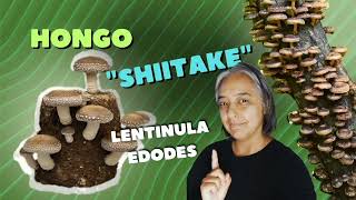 Shiitake shitake lentinula edodes 10 Propiedades [upl. by Stelu]