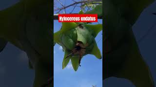 Fruto de pitahaya Hylocereus undatus 🌵 RodrigoEsparza Agronomía Jalisco Investigación Cucba [upl. by Ihcur]