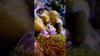 How to keep Porcelain Crabs Economical Reef reefcommunity reefaquarium aquariums [upl. by Aener]