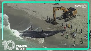 Researchers begin necropsy on beached sperm whale in Venice [upl. by Miarhpe]