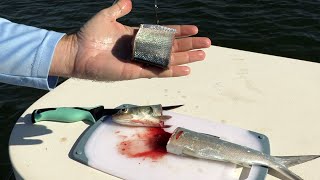 Using Cut Ladyfish For Redfish Snook Trout amp Shark Bait [upl. by Therine]