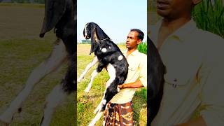 হরিয়ানা ক্রস ছাগল। farmbanijjo goat haat goatfarming totapurigoat তোতাপুরিছাগল [upl. by Dee318]