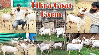 Beautiful Barbari Goats of UP  सबसे खूबसूरत बरबरी बकरियाँ  Tikra Goat Farm  Tikra Barabanki UP [upl. by Chiaki]