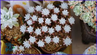 다육식물 화이트그리니 모든 궁금증을 해결해 드립니다succulent 多肉植物 Dudleya Cactus garden plant [upl. by Ruberta]