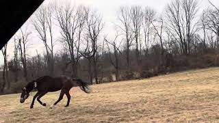 Galloping relaxed with new winter shoes and new comfy rollers on chrome bit 12424 PreSnow Storm [upl. by Haggerty]